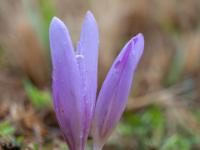 Pink Herbstzeitlosen Knospe neben halb offner Blüte mit Regentropfen